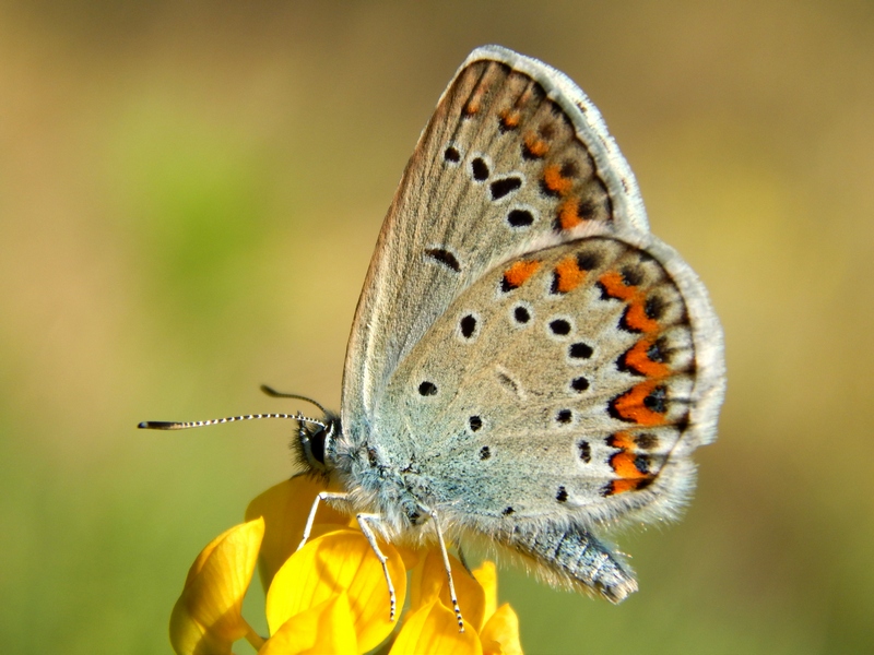 3 Plebejus da ID